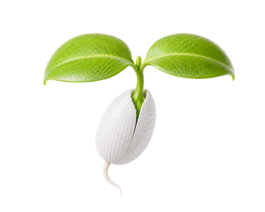 NO.08 SPROUT